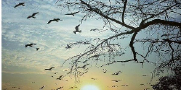 by Ghanshyam Chechani