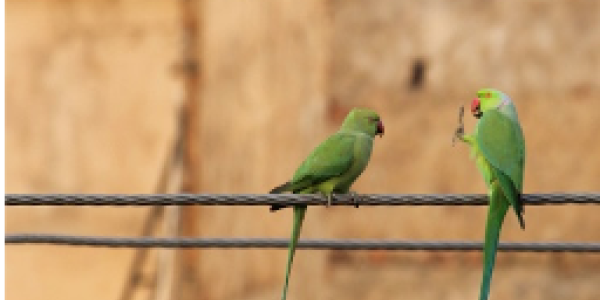 by Ayush Ahuja ,Dolvi