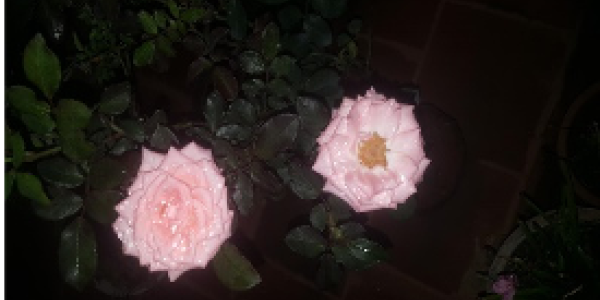 by kalvikkarasan venugopal