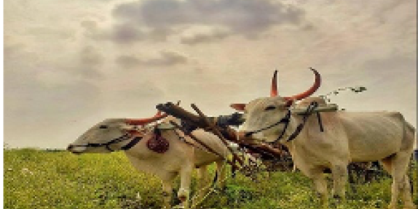 by Dhanaraj Patil Balasaheb ,Kolhapur