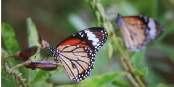 by Sachin Haribhau Tuwar