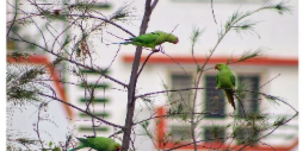 by Revati Ambekar ,Dolvi