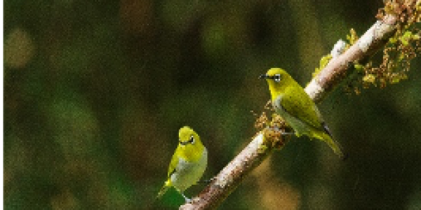 by Manjunath Biradar ,Vijaynagar