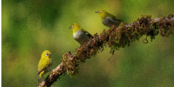 by Manjunath Biradar ,Vijaynagar