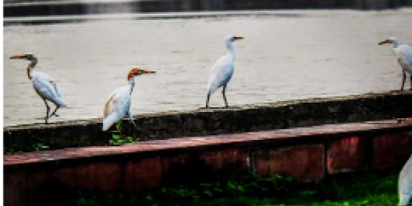 by Samrat Dutta ,Bhopal