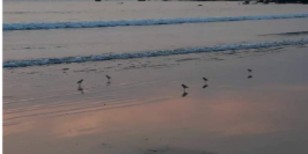 by Sudhir Tailong ,Jaigad