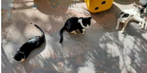 by Sushant Suryawanshi 