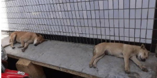 by Sushant Suryawanshi 