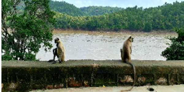 by Nitesh Patil ,Dolvi