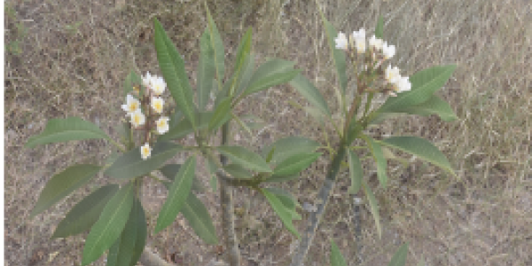 by Anil Pawar ,Barmer