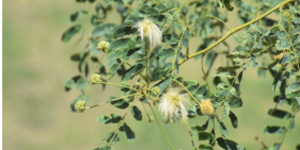 by Anil Pawar ,Barmer