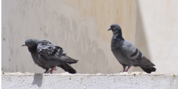 by Anil Pawar ,Barmer