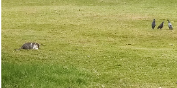 by Ravikumar Jayadevappa ,Vijaynagar