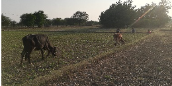 by Naveen Kumar V ,Bangalore