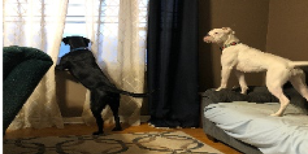 by Lorri Rice ,Ohio USA