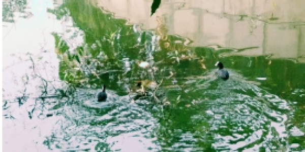 by Vishwanath Kallappa