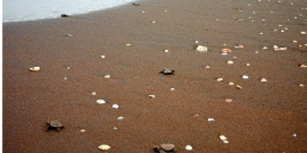 by Gaurav Jog ,Jaigad