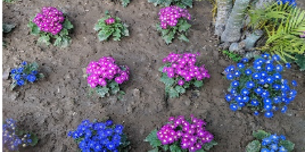 by Ritesh Parshad  ,Sholtu