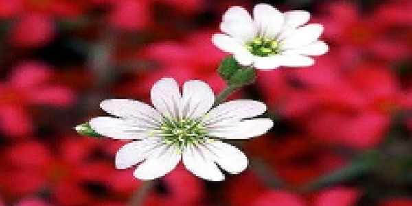 by Chandan Malakar ,Vijaynagar