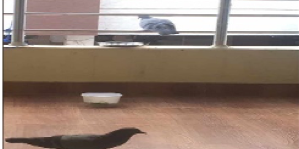 by Satish Mohan More