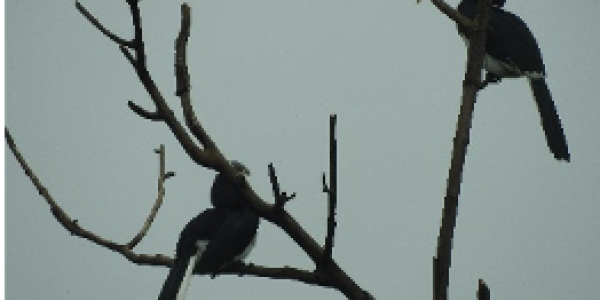 by Saee Salvi ,Jaigad