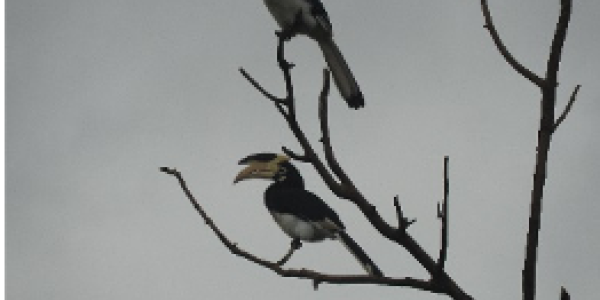 by Saee Salvi ,Jaigad