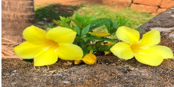 by Asif Nidgundi  ,Goa