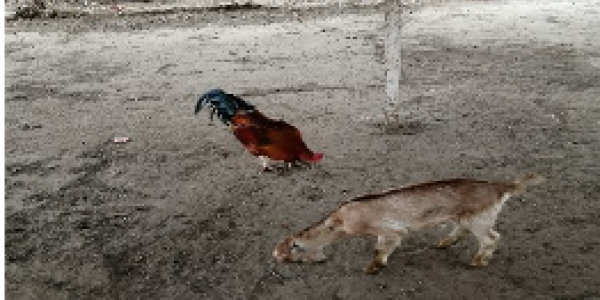 by Dharmesh Gohel  ,Tarapur