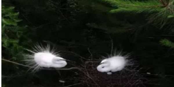 by Ratikanta Tarenia ,Odisha