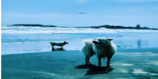 by Deeksha Agarwal ,Vasind