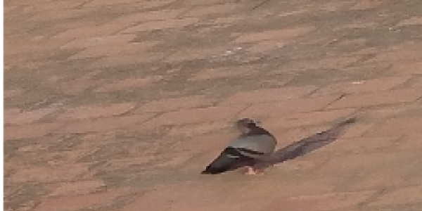 by Dhanesh Elango ,Chennai