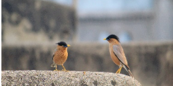 by Swarup Narkhede ,Mumbai (BKC)