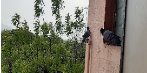 by Janardhana Meenagadde ,Vijaynagar