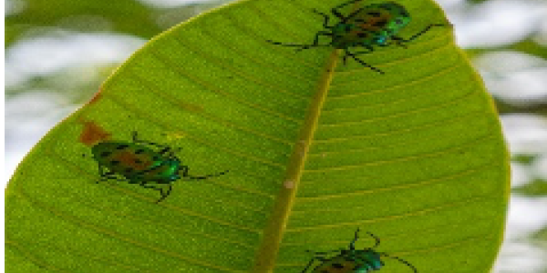 by Ranjith K ,Vijaynagar