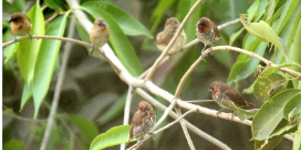 by Budesh F Angadi  ,Mumbai (BKC)