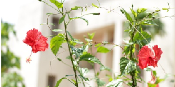 by Jayashree Kar  ,Salboni