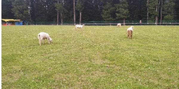 by Neeta Mhatre ,Dolvi