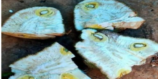 by Kaushik Phaldesai  ,Goa