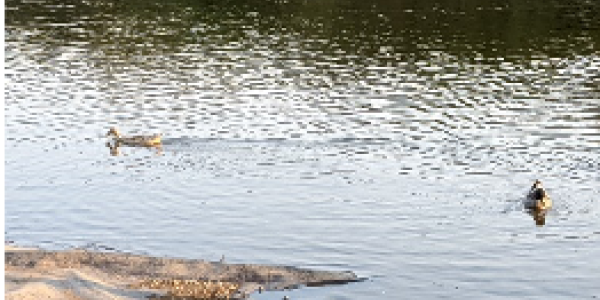 by Anand Gautam  ,Vijaynagar