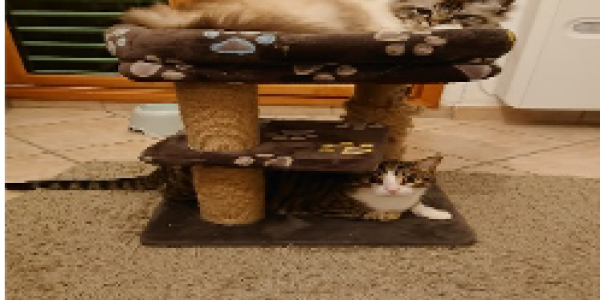 by Gianni Lamberti ,Italy