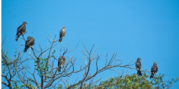 by Shirish Patil  ,Jaigad