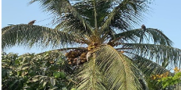 by Snehal Govilkar ,Mumbai (Palladium)