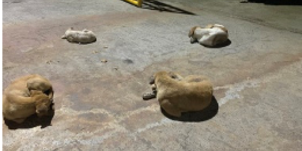 by Vidyadhara Shettigar