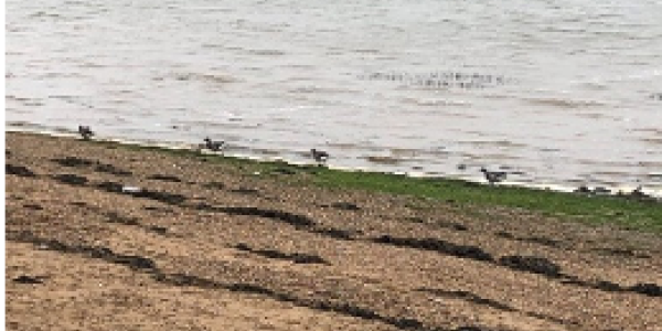 by Vidyadhara Shettigar