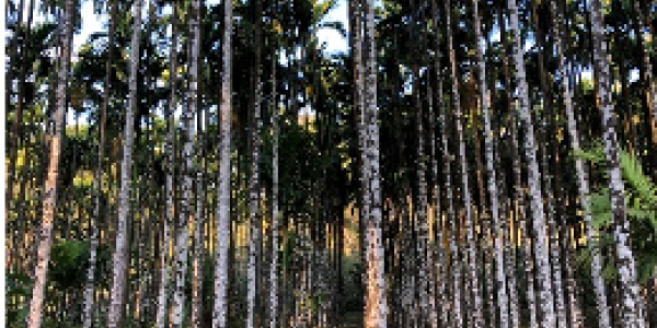 by Vidyadhara Shettigar