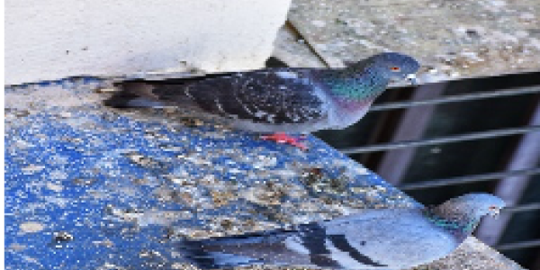 by Rushikesh Shirke ,GBS Belapur