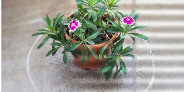 by Amol Kandekar ,Pune