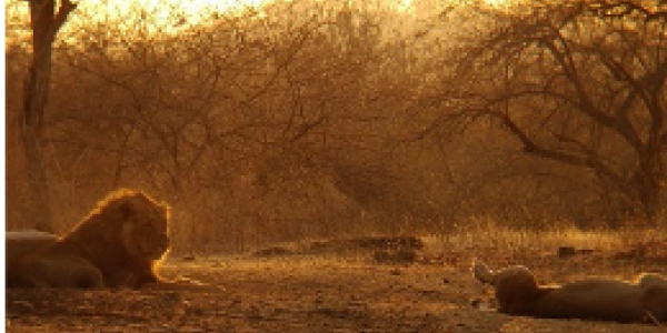 by Vaibhav Mehta ,Odisha