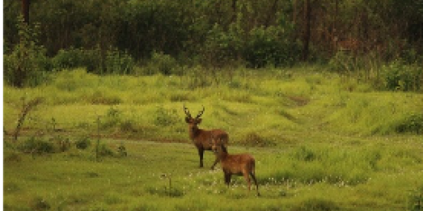 by Vaibhav Mehta ,Odisha