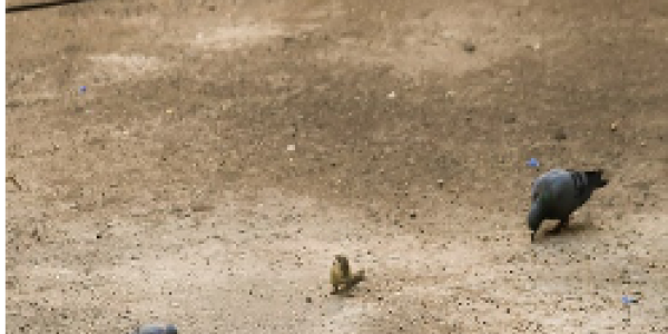 by Himanshu Katariya